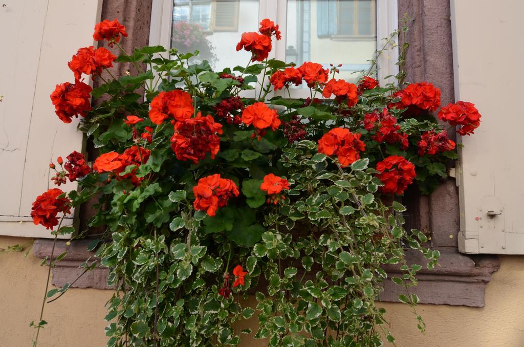 Gîte Meyer-Liss Ribeauvillé Oda fotoğraf